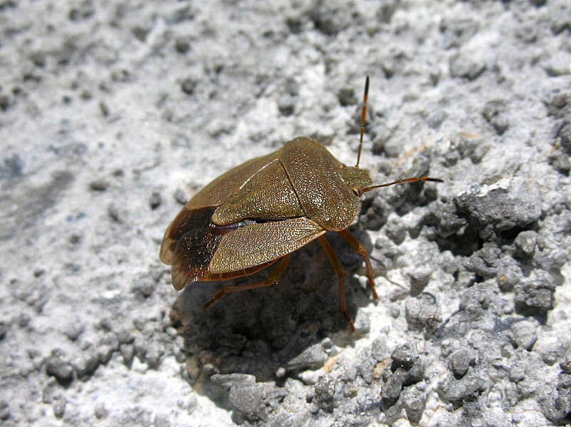 Palomena prasina o viridissima?